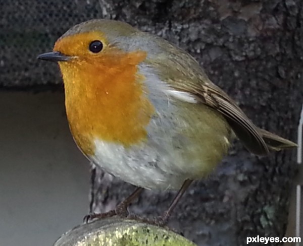 Robin