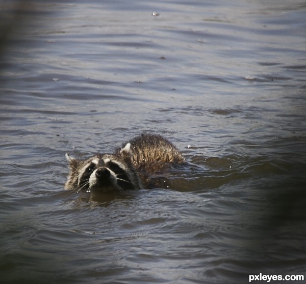 Rocky Raccoon 