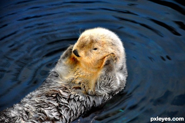 The sweet sea otter