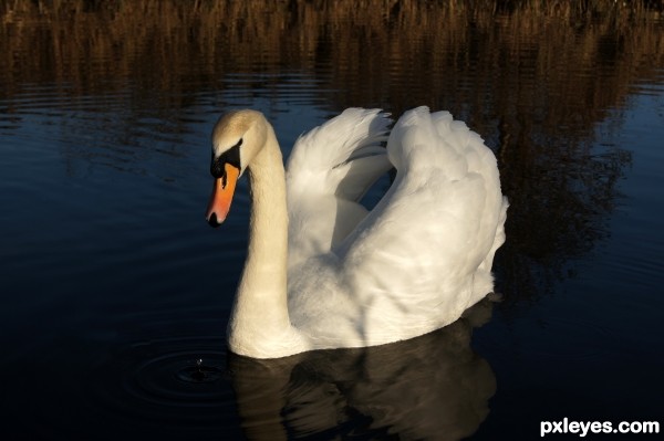 white swan