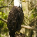 wild animals 3 photography contest