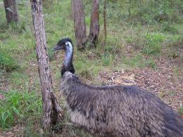 Emu