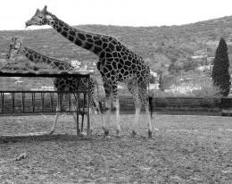 Giraffes