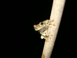 Grey Tree Frog