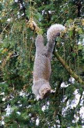 Greysquirrel