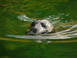 HarbourSeal