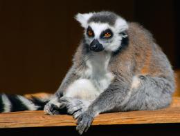 Lemur pesimisticous 