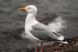 Lone Gull