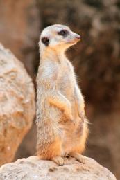 Meerkat