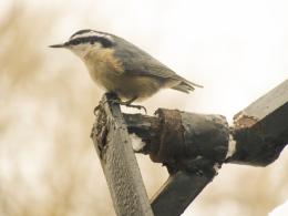 Nuthatch