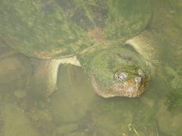 Old Man of the Lake