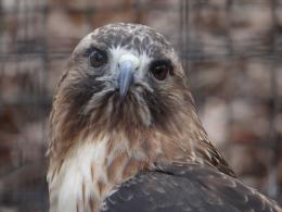 Red-Tailed Hawk