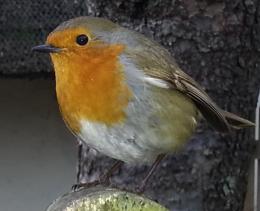 Robin