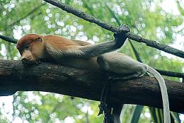 monkey resting