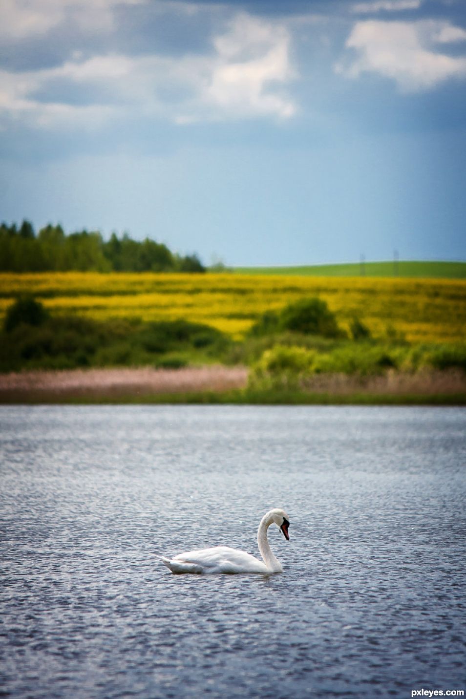 Evening swan
