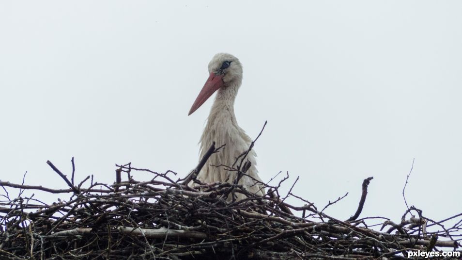 Stork