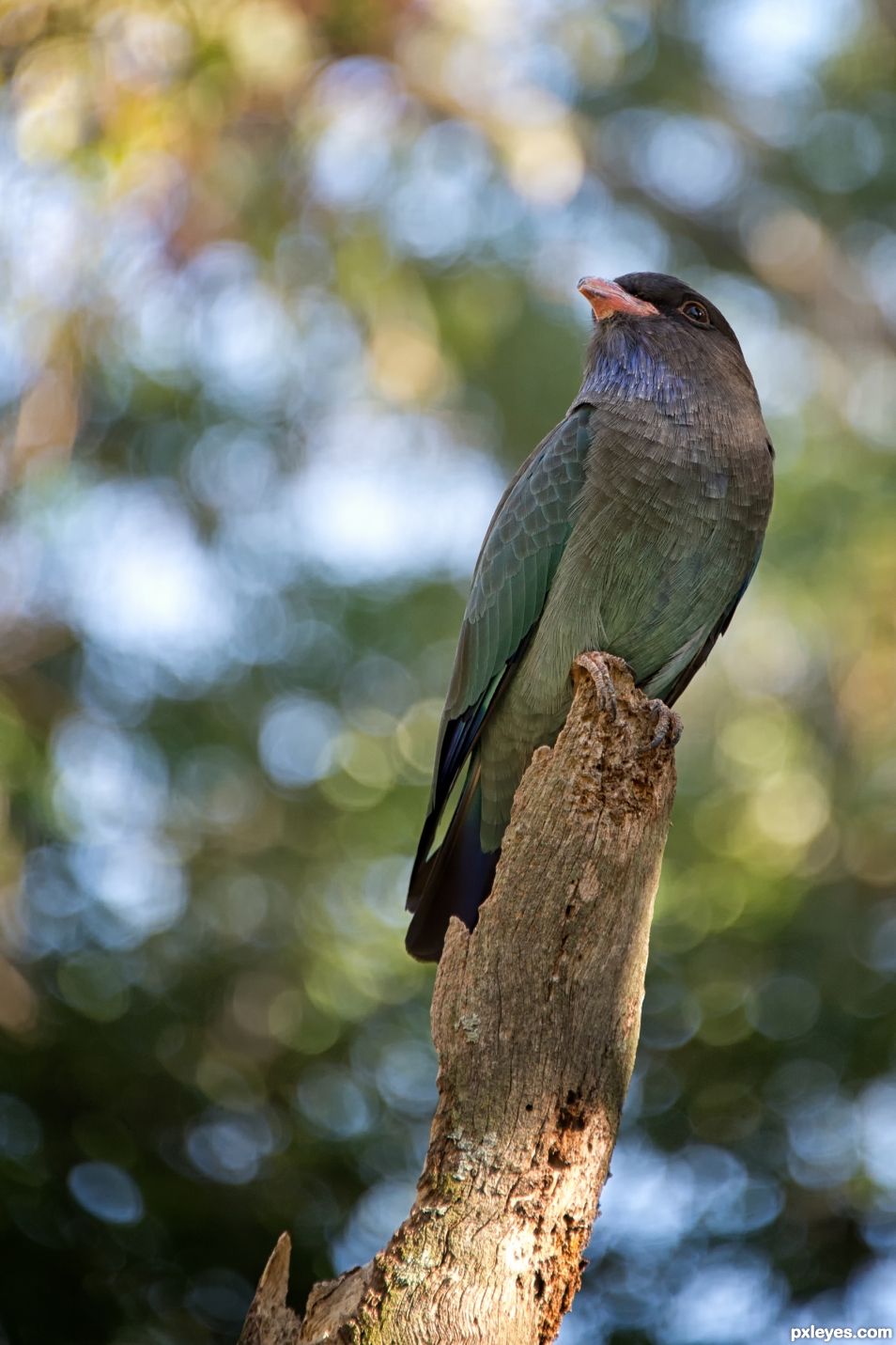 Dollarbird