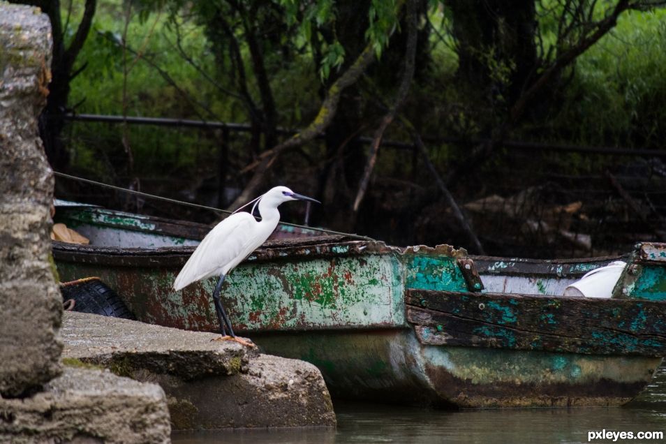 Egret