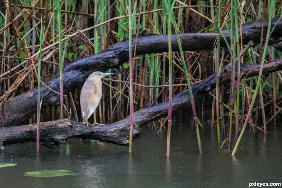 Bittern in the rain