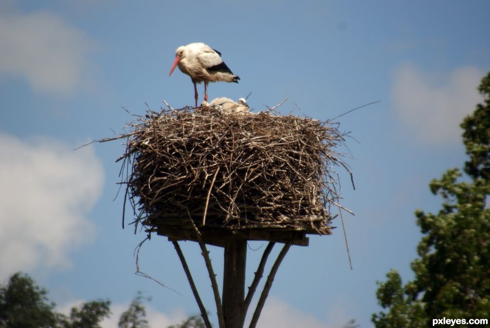 stork