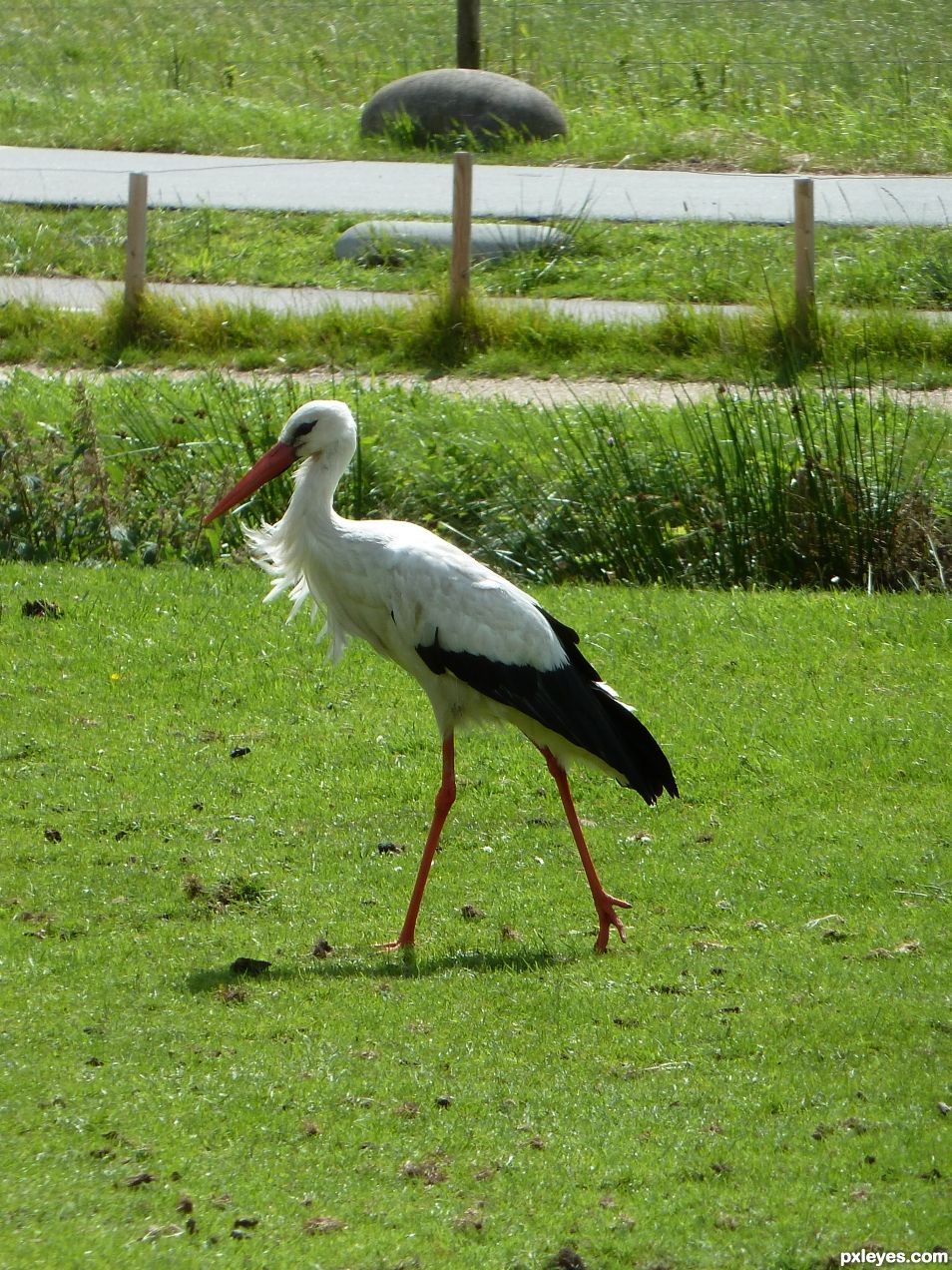 stork