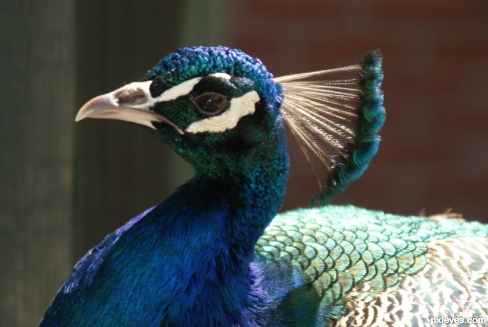 peacock