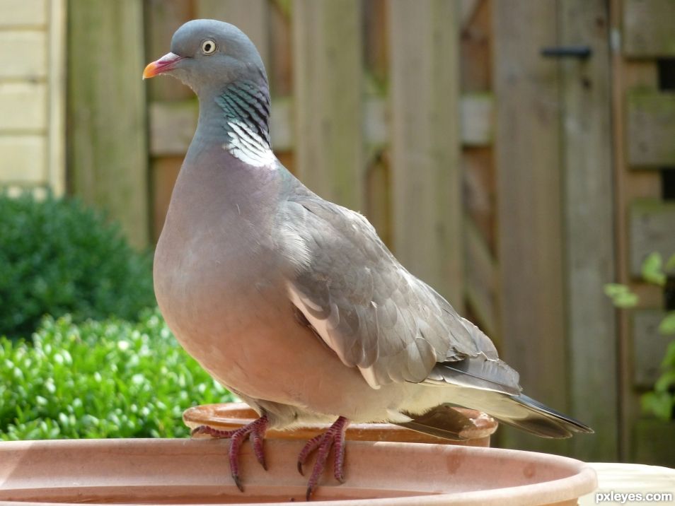 pigeon