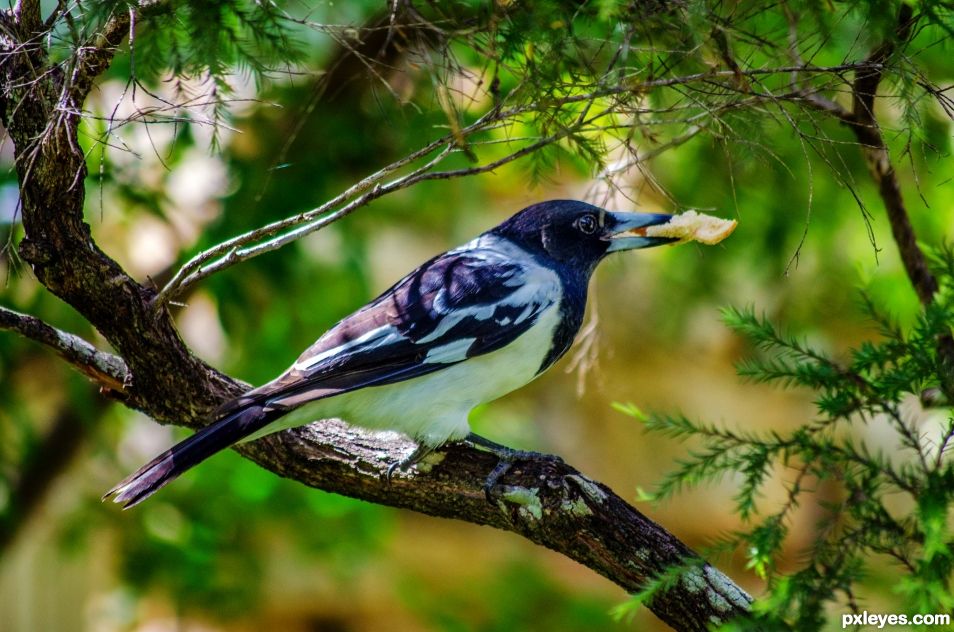 Pied Butcherbird