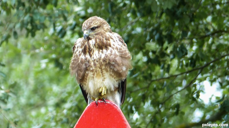 Buzzard Buteo