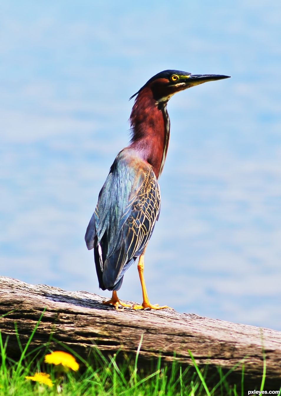 Green Heron