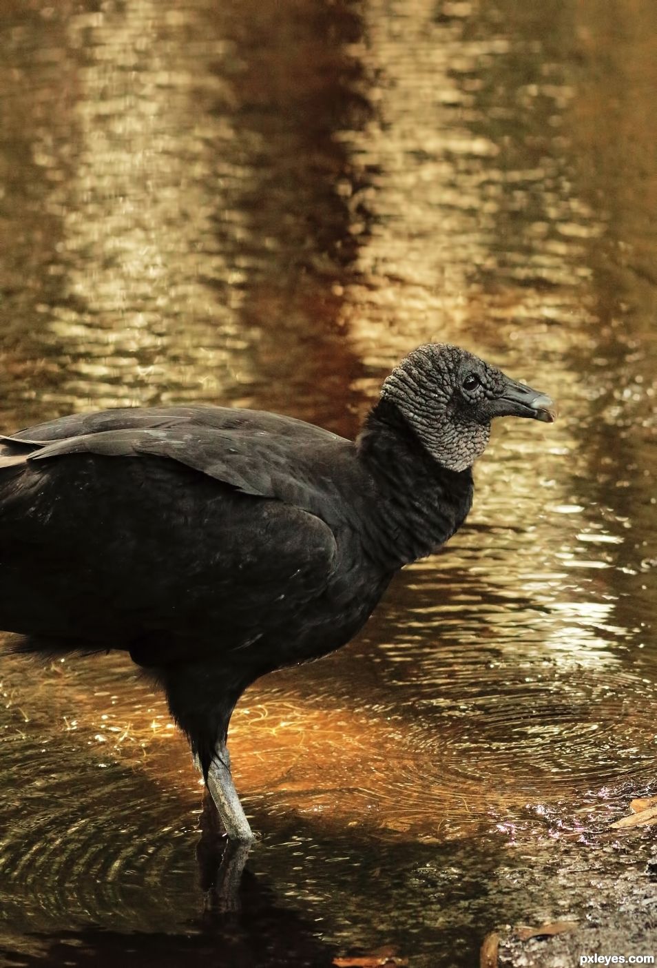 Black Vulture