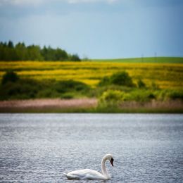 Eveningswan