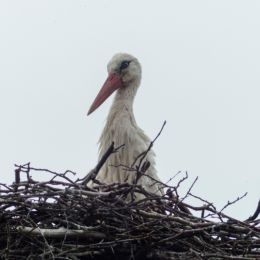 Stork