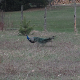 peacock Picture