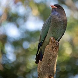 Dollarbird