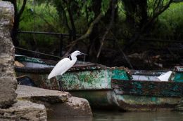 Egret