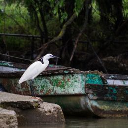 Egret