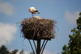 stork