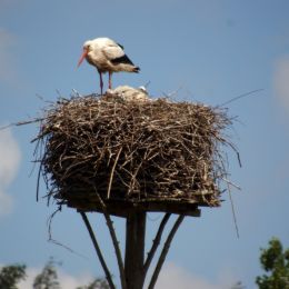 stork