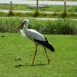 stork