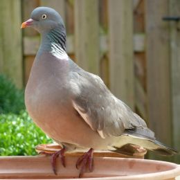 pigeon