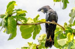 Black Cockatoo