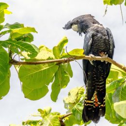 BlackCockatoo