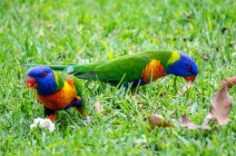 Rainbow Lorikeets