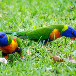 RainbowLorikeets