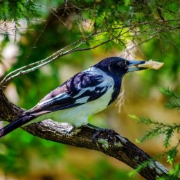 PiedButcherbird