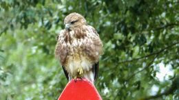 Buzzard Buteo