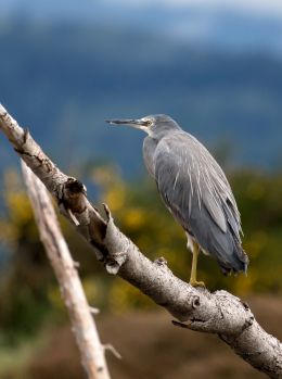 Heron