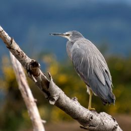 Heron Picture