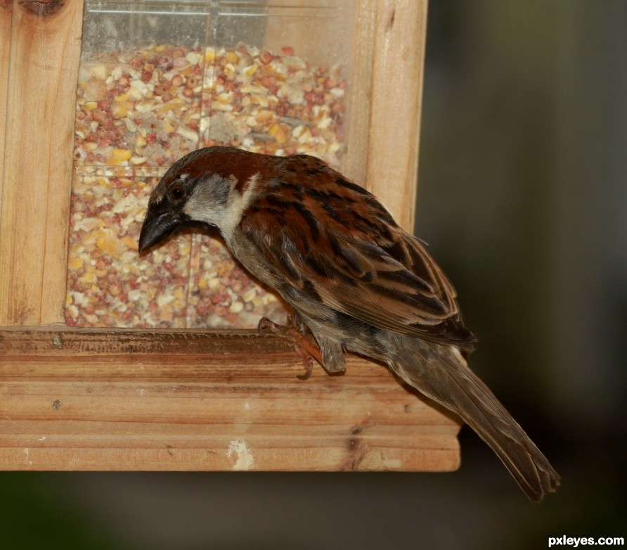 House Sparrow